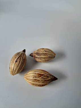 Beyaz arka planda Manila palmiye tohumları. Bu tohum küçük, koyu kahverengi ve oval şekillidir. Sıcak suyla ıslatıldıklarında filizlenmeleri nispeten daha kolaydır. Ve iyi kurutulmuş, nemli bir toprağa ekilirler.