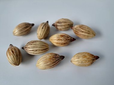 Beyaz arka planda Manila palmiye tohumları. Bu tohum küçük, koyu kahverengi ve oval şekillidir. Sıcak suyla ıslatıldıklarında filizlenmeleri nispeten daha kolaydır. Ve iyi kurutulmuş, nemli bir toprağa ekilirler.