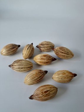 Beyaz arka planda Manila palmiye tohumları. Bu tohum küçük, koyu kahverengi ve oval şekillidir. Sıcak suyla ıslatıldıklarında filizlenmeleri nispeten daha kolaydır. Ve iyi kurutulmuş, nemli bir toprağa ekilirler.