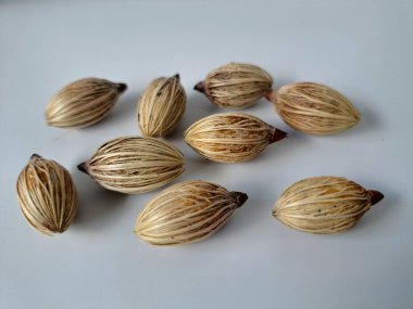 Beyaz arka planda Manila palmiye tohumları. Bu tohum küçük, koyu kahverengi ve oval şekillidir. Sıcak suyla ıslatıldıklarında filizlenmeleri nispeten daha kolaydır. Ve iyi kurutulmuş, nemli bir toprağa ekilirler.