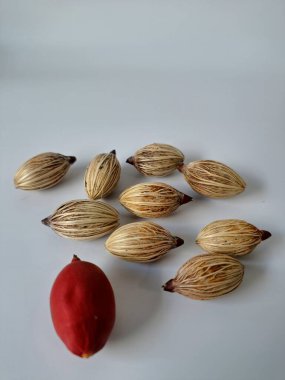 Beyaz arka planda Manila palmiye tohumları. Bu tohum küçük, koyu kahverengi ve oval şekillidir. Sıcak suyla ıslatıldıklarında filizlenmeleri nispeten daha kolaydır. Ve iyi kurutulmuş, nemli bir toprağa ekilirler.