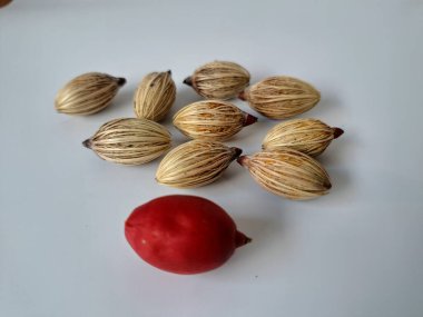 Beyaz arka planda Manila palmiye tohumları. Bu tohum küçük, koyu kahverengi ve oval şekillidir. Sıcak suyla ıslatıldıklarında filizlenmeleri nispeten daha kolaydır. Ve iyi kurutulmuş, nemli bir toprağa ekilirler.