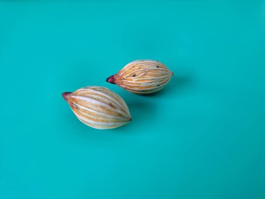 Mavi arka planda Noel tohumu. Noel tohumlarını filizlendirmek ve hızlı büyümek nispeten kolaydır. Noel mevsiminde olgunlaşan parlak kırmızı meyveleriyle tanınırlar.