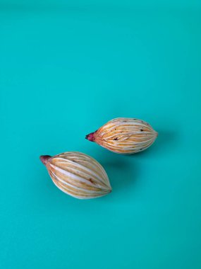 Mavi arka planda Noel tohumu. Noel tohumlarını filizlendirmek ve hızlı büyümek nispeten kolaydır. Noel mevsiminde olgunlaşan parlak kırmızı meyveleriyle tanınırlar.