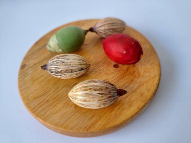 Tahtada Noel ağacı tohumu. Noel tohumlarını filizlendirmek ve hızlı büyümek nispeten kolaydır. Noel mevsiminde olgunlaşan parlak kırmızı meyveleriyle tanınırlar.