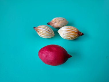 Mavi arka planda Manila palmiye tohumları. Bu tohum küçük, koyu kahverengi ve oval şekillidir. Sıcak suyla ıslatıldıklarında filizlenmeleri nispeten daha kolaydır. Ve iyi kurutulmuş, nemli bir toprağa ekilirler.