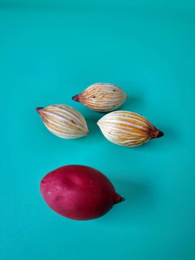 Mavi arka planda Noel tohumu. Noel tohumlarını filizlendirmek ve hızlı büyümek nispeten kolaydır. Noel mevsiminde olgunlaşan parlak kırmızı meyveleriyle tanınırlar.