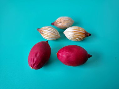 Mavi arka planda Manila palmiye tohumları. Bu tohum küçük, koyu kahverengi ve oval şekillidir. Sıcak suyla ıslatıldıklarında filizlenmeleri nispeten daha kolaydır. Ve iyi kurutulmuş, nemli bir toprağa ekilirler.