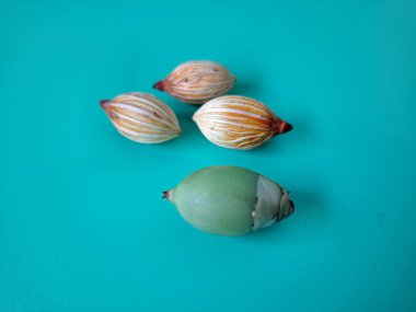 Mavi arka planda Noel tohumu. Noel tohumlarını filizlendirmek ve hızlı büyümek nispeten kolaydır. Noel mevsiminde olgunlaşan parlak kırmızı meyveleriyle tanınırlar.