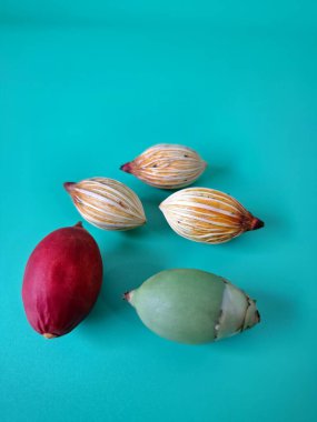 Mavi arka planda Manila palmiye tohumları. Bu tohum küçük, koyu kahverengi ve oval şekillidir. Sıcak suyla ıslatıldıklarında filizlenmeleri nispeten daha kolaydır. Ve iyi kurutulmuş, nemli bir toprağa ekilirler.