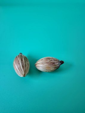 Mavi arka planda Manila palmiye tohumları. Bu tohum küçük, koyu kahverengi ve oval şekillidir. Sıcak suyla ıslatıldıklarında filizlenmeleri nispeten daha kolaydır. Ve iyi kurutulmuş, nemli bir toprağa ekilirler.