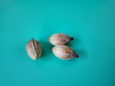 Mavi arka planda Manila palmiye tohumları. Bu tohum küçük, koyu kahverengi ve oval şekillidir. Sıcak suyla ıslatıldıklarında filizlenmeleri nispeten daha kolaydır. Ve iyi kurutulmuş, nemli bir toprağa ekilirler.