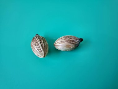 Mavi arka planda Manila palmiye tohumları. Bu tohum küçük, koyu kahverengi ve oval şekillidir. Sıcak suyla ıslatıldıklarında filizlenmeleri nispeten daha kolaydır. Ve iyi kurutulmuş, nemli bir toprağa ekilirler.