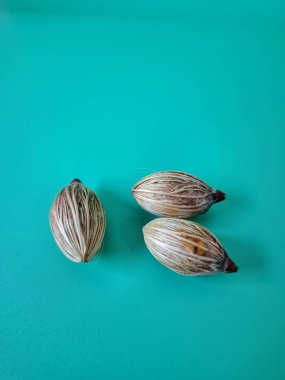 Mavi arka planda Manila palmiye tohumları. Bu tohum küçük, koyu kahverengi ve oval şekillidir. Sıcak suyla ıslatıldıklarında filizlenmeleri nispeten daha kolaydır. Ve iyi kurutulmuş, nemli bir toprağa ekilirler.