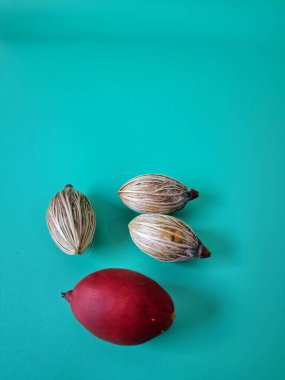 Mavi arka planda Noel tohumu. Noel tohumlarını filizlendirmek ve hızlı büyümek nispeten kolaydır. Noel mevsiminde olgunlaşan parlak kırmızı meyveleriyle tanınırlar.