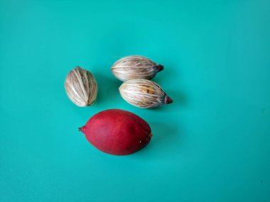 Mavi arka planda Manila palmiye tohumları. Bu tohum küçük, koyu kahverengi ve oval şekillidir. Sıcak suyla ıslatıldıklarında filizlenmeleri nispeten daha kolaydır. Ve iyi kurutulmuş, nemli bir toprağa ekilirler.