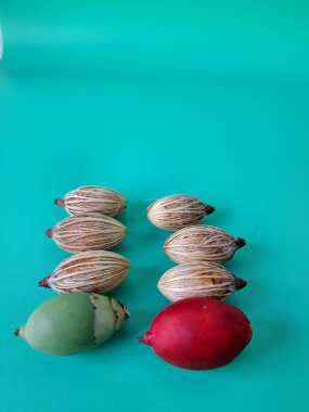 Mavi arka planda Noel tohumu. Noel tohumlarını filizlendirmek ve hızlı büyümek nispeten kolaydır. Noel mevsiminde olgunlaşan parlak kırmızı meyveleriyle tanınırlar.