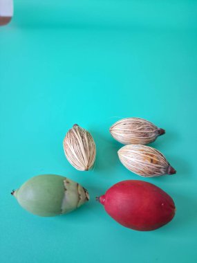 Mavi arka planda Manila palmiye tohumları. Bu tohum küçük, koyu kahverengi ve oval şekillidir. Sıcak suyla ıslatıldıklarında filizlenmeleri nispeten daha kolaydır. Ve iyi kurutulmuş, nemli bir toprağa ekilirler.