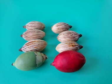 Mavi arka planda Noel tohumu. Noel tohumlarını filizlendirmek ve hızlı büyümek nispeten kolaydır. Noel mevsiminde olgunlaşan parlak kırmızı meyveleriyle tanınırlar.