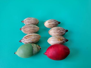 Mavi arka planda Noel tohumu. Noel tohumlarını filizlendirmek ve hızlı büyümek nispeten kolaydır. Noel mevsiminde olgunlaşan parlak kırmızı meyveleriyle tanınırlar.