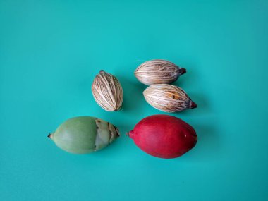 Mavi arka planda Manila palmiye tohumları. Bu tohum küçük, koyu kahverengi ve oval şekillidir. Sıcak suyla ıslatıldıklarında filizlenmeleri nispeten daha kolaydır. Ve iyi kurutulmuş, nemli bir toprağa ekilirler.