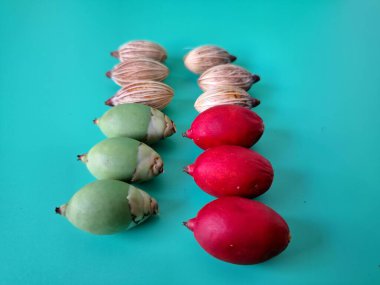 Mavi arka planda Noel tohumu. Noel tohumlarını filizlendirmek ve hızlı büyümek nispeten kolaydır. Noel mevsiminde olgunlaşan parlak kırmızı meyveleriyle tanınırlar.