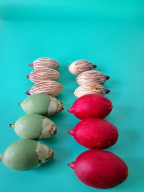 Mavi arka planda Noel tohumu. Noel tohumlarını filizlendirmek ve hızlı büyümek nispeten kolaydır. Noel mevsiminde olgunlaşan parlak kırmızı meyveleriyle tanınırlar.