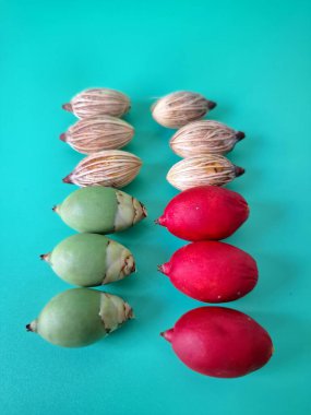 Mavi arka planda Manila palmiye tohumları. Bu tohum küçük, koyu kahverengi ve oval şekillidir. Sıcak suyla ıslatıldıklarında filizlenmeleri nispeten daha kolaydır. Ve iyi kurutulmuş, nemli bir toprağa ekilirler.