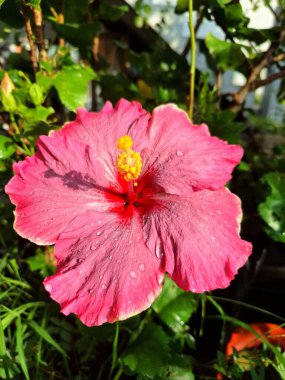 Üzerinde yağmur damlaları olan pembe amber çiçeği. Pembe amber çiçeği güzel bir süs bitkisi olarak bilinir, tozlaştırıcıları çeker, ve bazen cilt ürünlerinde kullanılır.