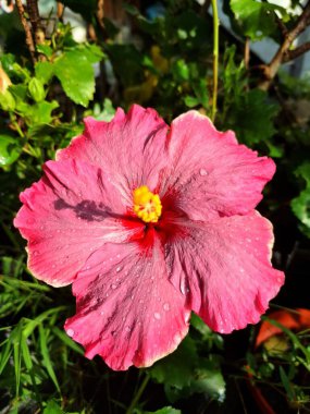 Üzerinde yağmur damlaları olan pembe amber çiçeği. Pembe amber çiçeği güzel bir süs bitkisi olarak bilinir, tozlaştırıcıları çeker, ve bazen cilt ürünlerinde kullanılır.