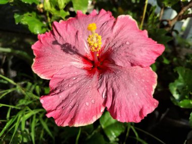 Üzerinde yağmur damlaları olan pembe amber çiçeği. Pembe amber çiçeği güzel bir süs bitkisi olarak bilinir, tozlaştırıcıları çeker, ve bazen cilt ürünlerinde kullanılır.