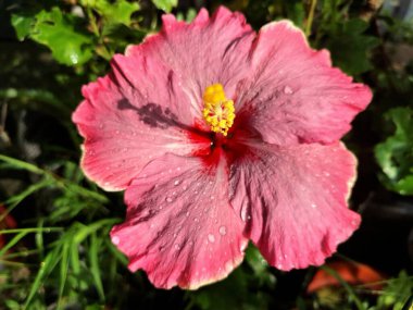 Üzerinde yağmur damlaları olan pembe amber çiçeği. Pembe amber çiçeği güzel bir süs bitkisi olarak bilinir, tozlaştırıcıları çeker, ve bazen cilt ürünlerinde kullanılır.