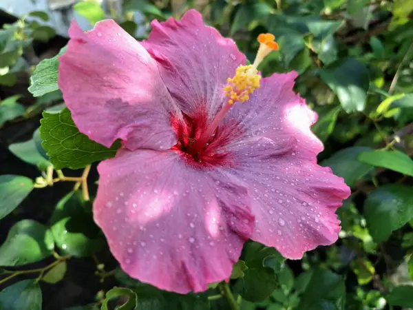 Üzerinde yağmur damlaları olan pembe amber çiçeği. Geniş, gösterişli, canlı pembe taç yaprakları ve kendine özgü trompet şekilli. Bu çiçekler ruhları canlandıran, iyi şans getiren ve Feng Shui 'de şanslı bir bitki olarak kabul edilen çiçeklerdir.