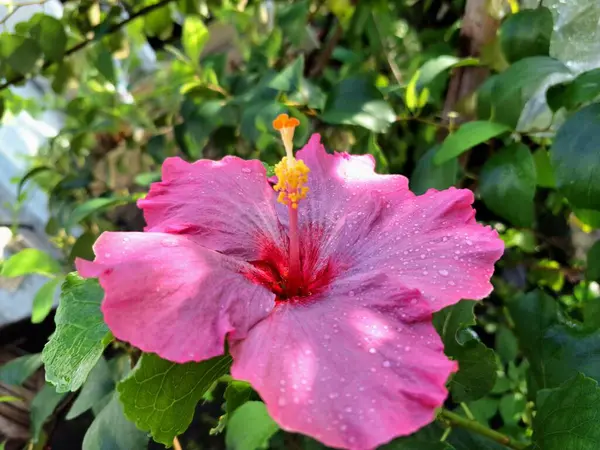 Üzerinde yağmur damlaları olan pembe amber çiçeği. Geniş, gösterişli, canlı pembe taç yaprakları ve kendine özgü trompet şekilli. Bu çiçekler ruhları canlandıran, iyi şans getiren ve Feng Shui 'de şanslı bir bitki olarak kabul edilen çiçeklerdir.