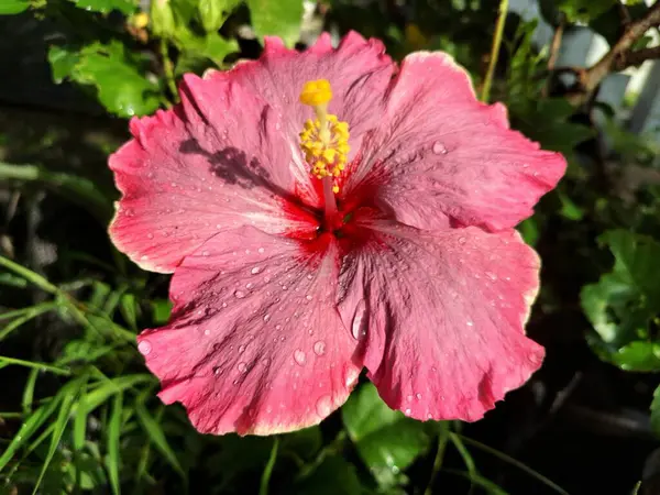 Üzerinde yağmur damlaları olan pembe amber çiçeği. Pembe amber çiçeği güzel bir süs bitkisi olarak bilinir, tozlaştırıcıları çeker, ve bazen cilt ürünlerinde kullanılır.