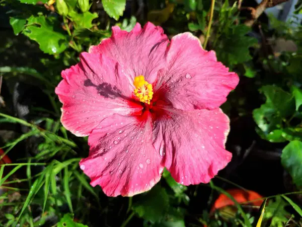 Üzerinde yağmur damlaları olan pembe amber çiçeği. Pembe amber çiçeği güzel bir süs bitkisi olarak bilinir, tozlaştırıcıları çeker, ve bazen cilt ürünlerinde kullanılır.