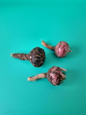 Yeşil arka planda Alocasia iğneli ampul. Alocasia fabrikasının yeraltı depolama organı. Bitkinin besin rezervlerini barındıran ve yeni büyümenin ortaya çıktığı etli bir yapı.