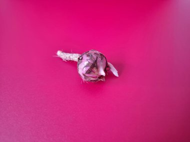 Kırmızı arka planda Alocasia iğneli ampul. Alocasia fabrikasının yeraltı depolama organı. Bitkinin besin rezervlerini barındıran ve yeni büyümenin ortaya çıktığı etli bir yapı.