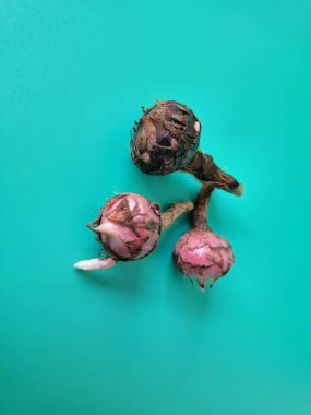 Yeşil arka planda Alocasia iğneli ampul. Alocasia fabrikasının yeraltı depolama organı. Bitkinin besin rezervlerini barındıran ve yeni büyümenin ortaya çıktığı etli bir yapı.