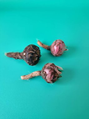 Yeşil arka planda Alocasia iğneli ampul. Alocasia fabrikasının yeraltı depolama organı. Bitkinin besin rezervlerini barındıran ve yeni büyümenin ortaya çıktığı etli bir yapı.