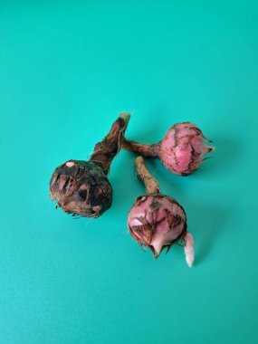 Yeşil arka planda Alocasia iğneli ampul. Alocasia fabrikasının yeraltı depolama organı. Bitkinin besin rezervlerini barındıran ve yeni büyümenin ortaya çıktığı etli bir yapı.