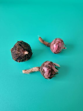 Yeşil arka planda Alocasia iğneli ampul. Alocasia fabrikasının yeraltı depolama organı. Bitkinin besin rezervlerini barındıran ve yeni büyümenin ortaya çıktığı etli bir yapı.