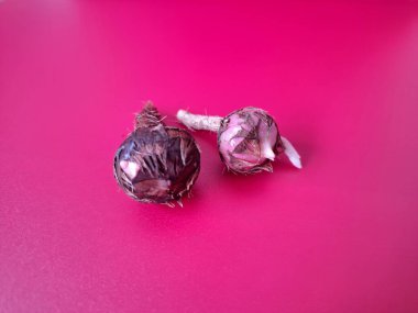 Kırmızı arka planda Alocasia iğneli ampul. Alocasia fabrikasının yeraltı depolama organı. Bitkinin besin rezervlerini barındıran ve yeni büyümenin ortaya çıktığı etli bir yapı.