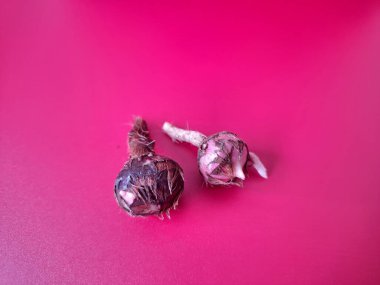 Kırmızı arka planda Alocasia iğneli ampul. Alocasia fabrikasının yeraltı depolama organı. Bitkinin besin rezervlerini barındıran ve yeni büyümenin ortaya çıktığı etli bir yapı.