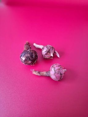 Kırmızı arka planda Alocasia iğneli ampul. Alocasia fabrikasının yeraltı depolama organı. Bitkinin besin rezervlerini barındıran ve yeni büyümenin ortaya çıktığı etli bir yapı.