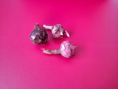 Kırmızı arka planda Alocasia iğneli ampul. Alocasia fabrikasının yeraltı depolama organı. Bitkinin besin rezervlerini barındıran ve yeni büyümenin ortaya çıktığı etli bir yapı.