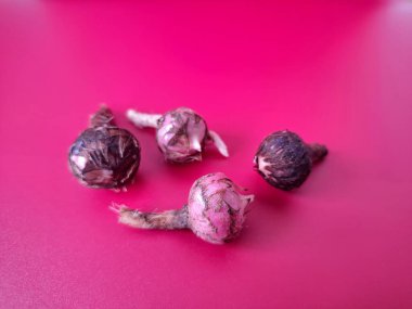 Kırmızı arka planda Alocasia iğneli ampul. Alocasia fabrikasının yeraltı depolama organı. Bitkinin besin rezervlerini barındıran ve yeni büyümenin ortaya çıktığı etli bir yapı.