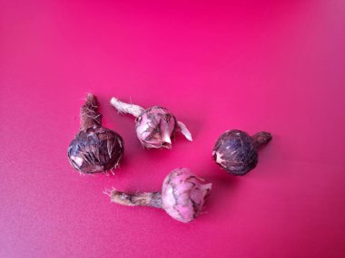 Kırmızı arka planda Alocasia iğneli ampul. Alocasia fabrikasının yeraltı depolama organı. Bitkinin besin rezervlerini barındıran ve yeni büyümenin ortaya çıktığı etli bir yapı.