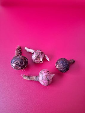 Kırmızı arka planda Alocasia iğneli ampul. Alocasia fabrikasının yeraltı depolama organı. Bitkinin besin rezervlerini barındıran ve yeni büyümenin ortaya çıktığı etli bir yapı.