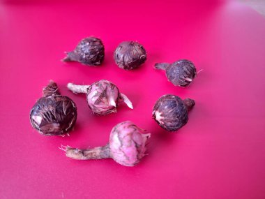 Kırmızı arka planda Alocasia iğneli ampul. Alocasia fabrikasının yeraltı depolama organı. Bitkinin besin rezervlerini barındıran ve yeni büyümenin ortaya çıktığı etli bir yapı.